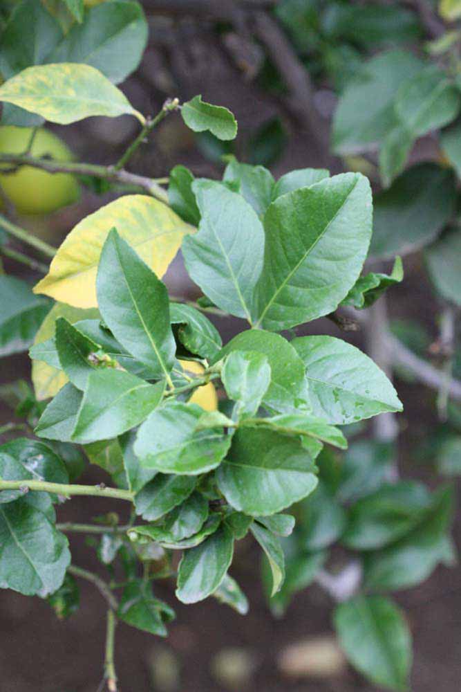               Sun leaves (Cascade, Riverside, CA)   